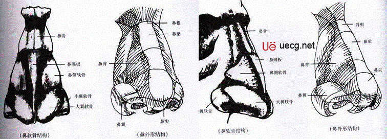 Maya人体造型解剖学基础7