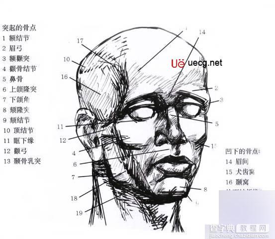 Maya人体造型解剖学基础3