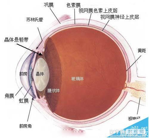 Maya怎么绘制真实的眼睛?Maya中绘制人类眼球的方法2