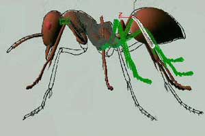 蚂蚁实例--深入了解3DMAX建模技术（下）20