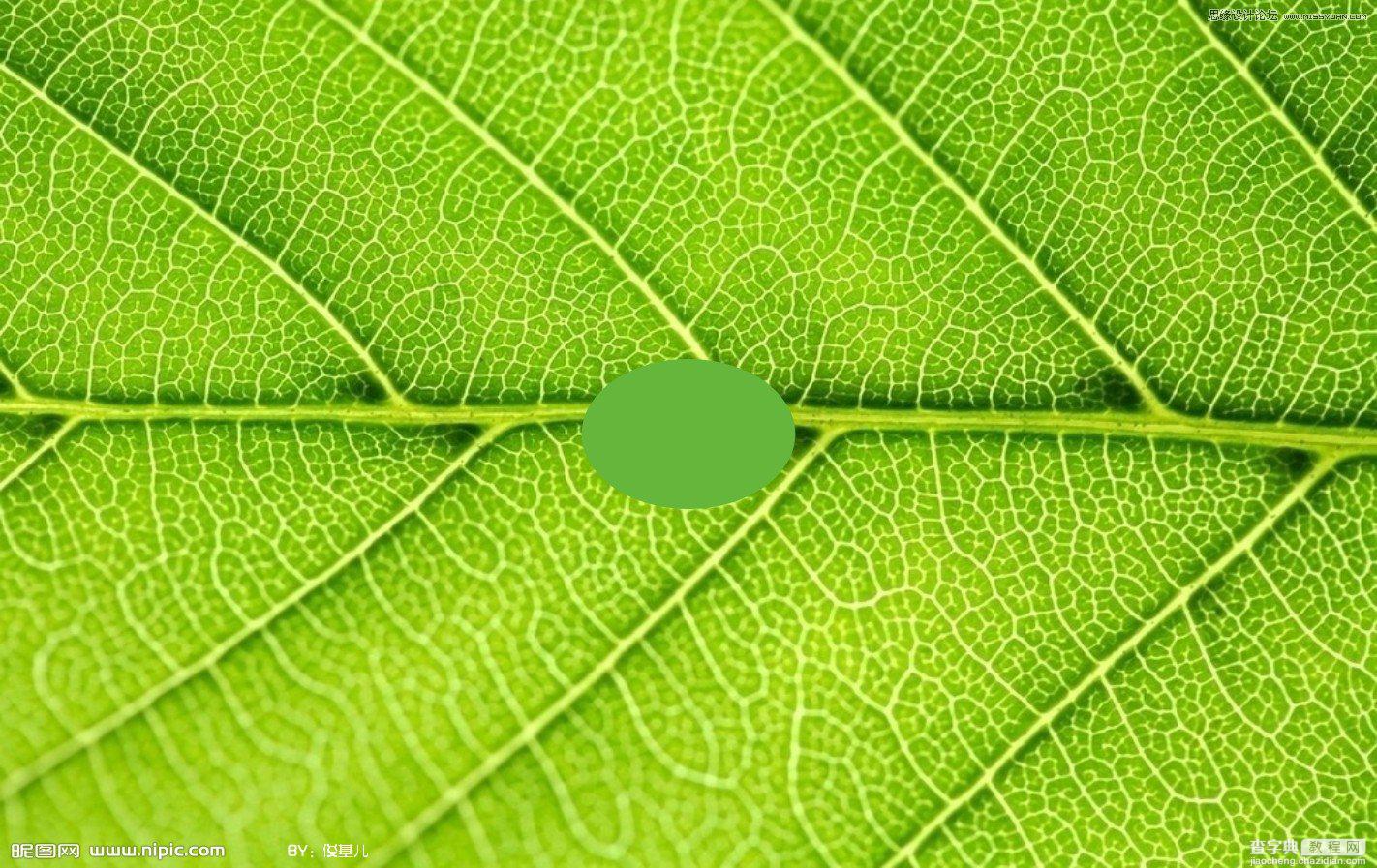 Coreldraw教程：制作绿叶上立体透明的水滴3