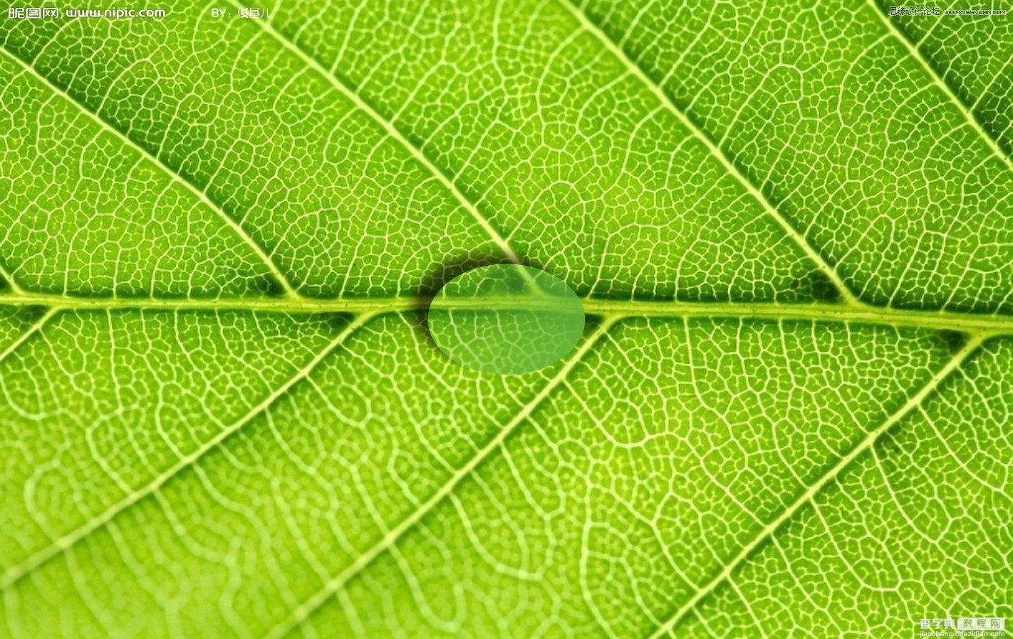 Coreldraw教程：制作绿叶上立体透明的水滴6