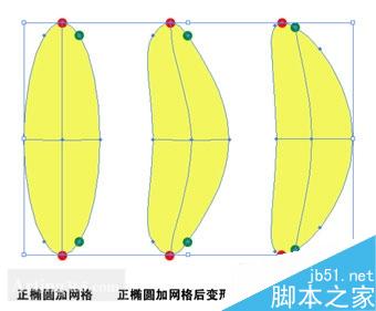 AI利用渐变网格工具制作叶片1