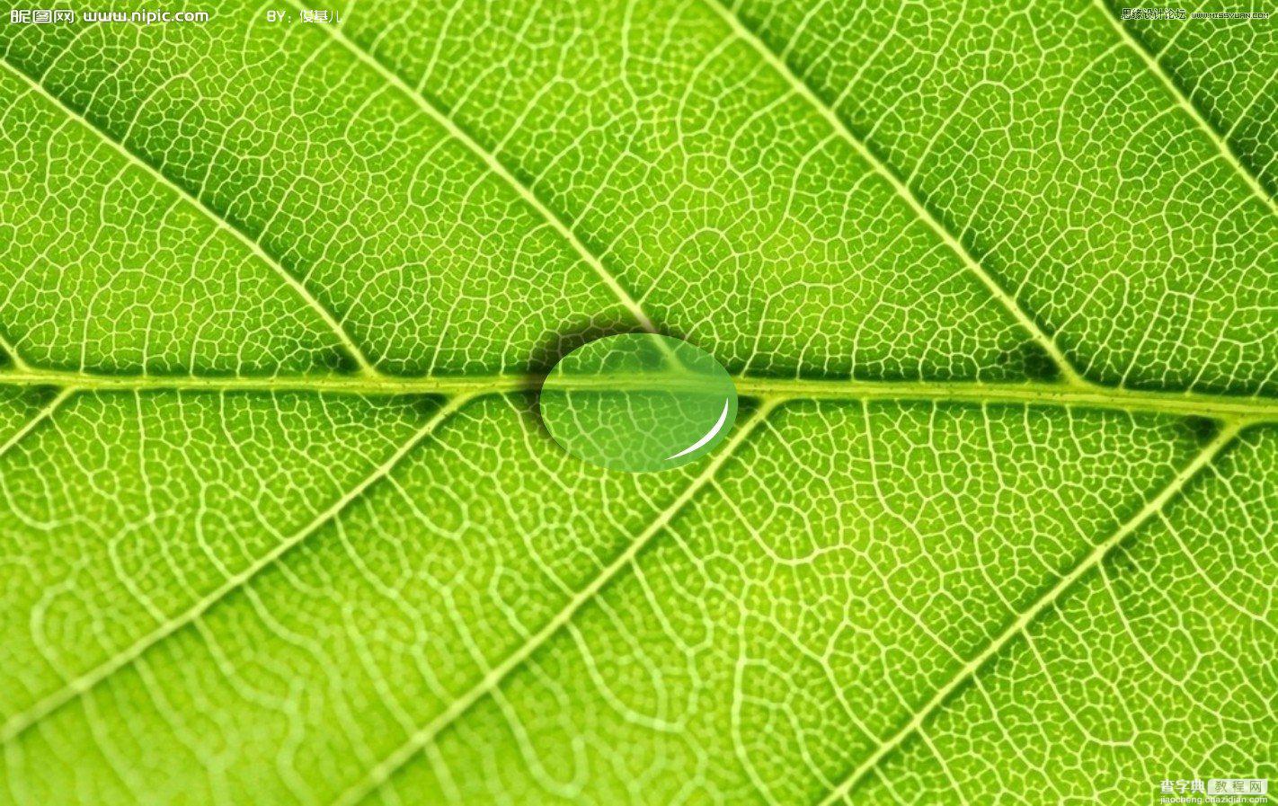 Coreldraw教程：制作绿叶上立体透明的水滴7