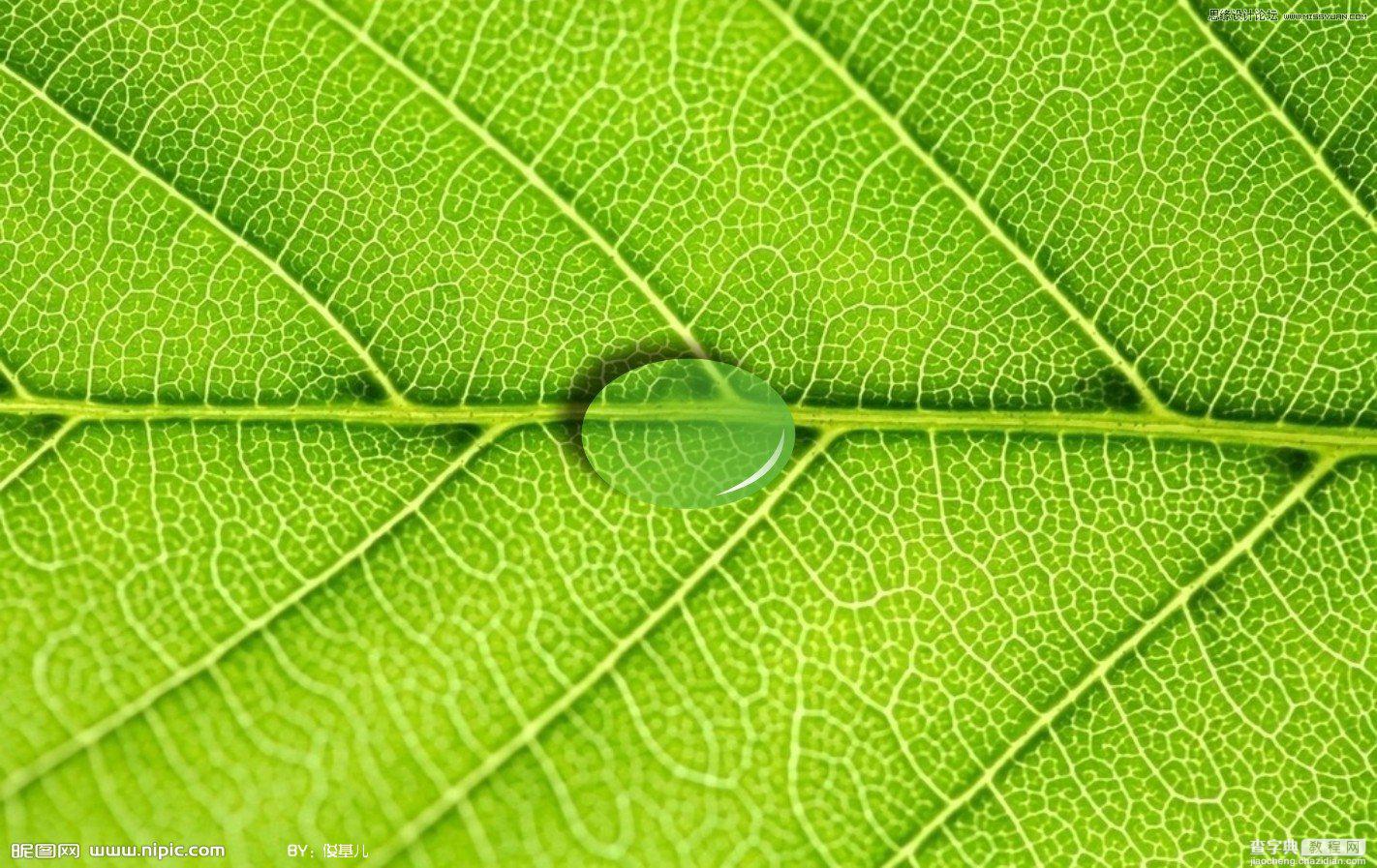 Coreldraw教程：制作绿叶上立体透明的水滴8