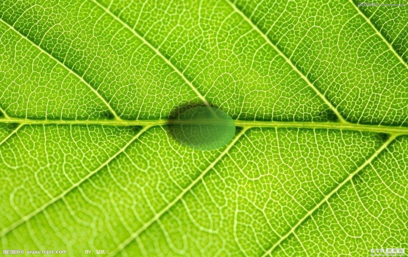 Coreldraw教程：制作绿叶上立体透明的水滴5