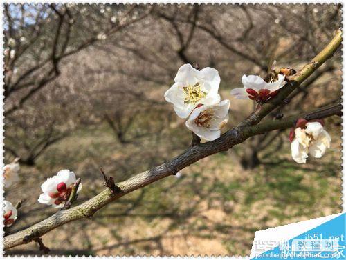 手机拍摄花卉要注意什么?如何拍出漂亮的花卉?5