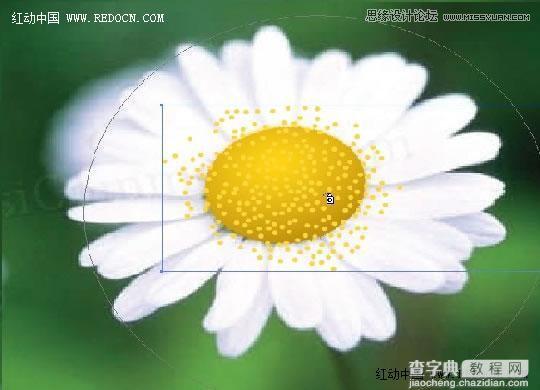 Illustrator绘制漂亮清新的白色雏菊效果图7