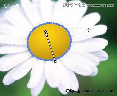Illustrator绘制漂亮清新的白色雏菊效果图5
