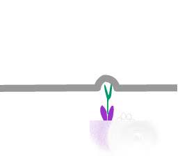 flash怎么制种子慢慢发芽导成花苗的动画?9