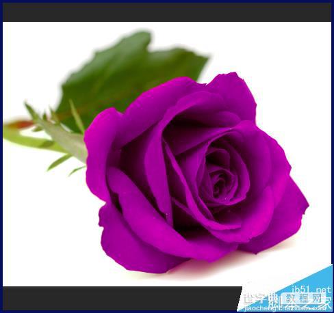 ps怎么将红玫瑰变成紫玫瑰?8