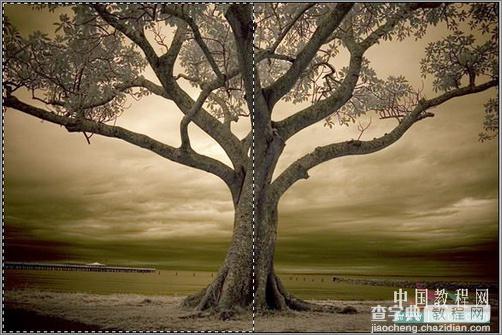 Photoshop调色：树木照片的冷暖色调5