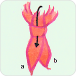 女生领巾丝巾的打法图示教程8