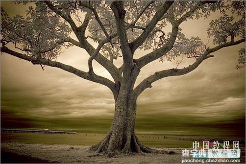 Photoshop调色：树木照片的冷暖色调1