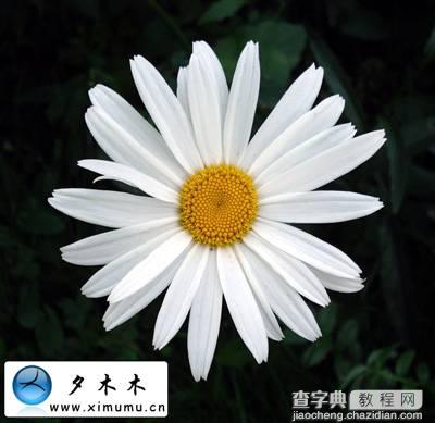 Photoshop 花纹装饰的立体字48