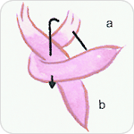 女生领巾丝巾的打法图示教程25