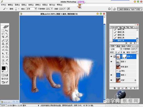 photoshop 利用橡皮及蒙版抠出长毛的小狗12