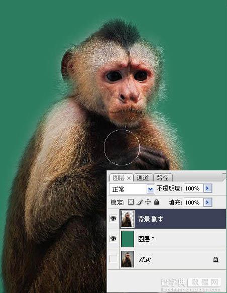 photoshop一图多解找出抠取毛发的最佳方法13