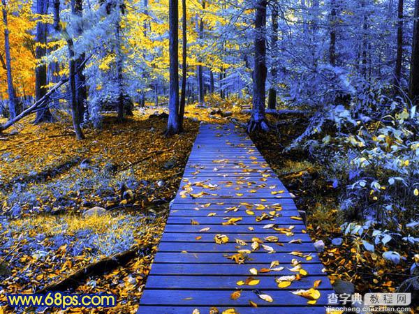Photoshop打造冷暖对比的蓝黄色森林照片2