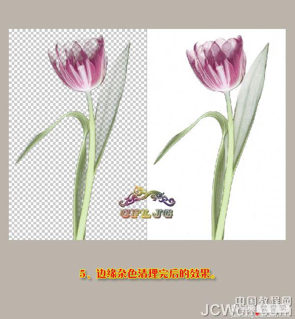 photoshop 利用背景橡皮擦工具快速抠出背景单一的花朵7