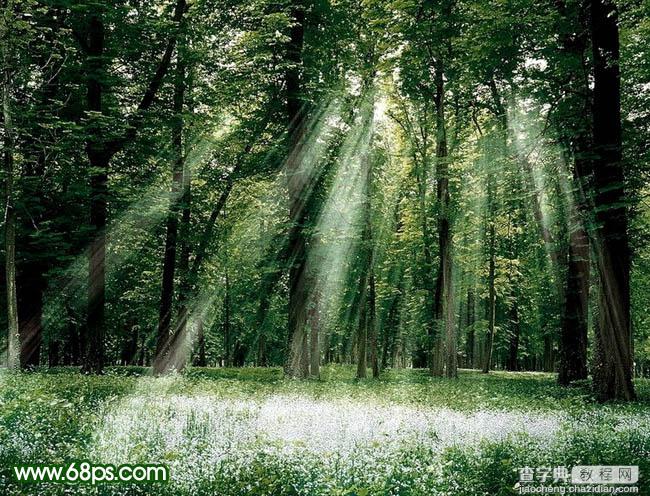 Photoshop 一只漂亮的森林绿精灵9