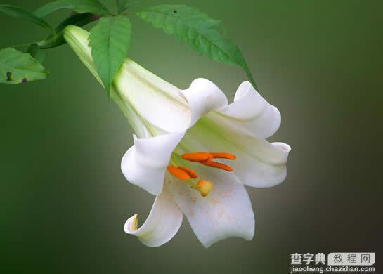 Photoshop教程:滤镜花卉照片的主体2