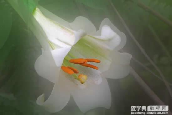 Photoshop教程:滤镜花卉照片的主体7