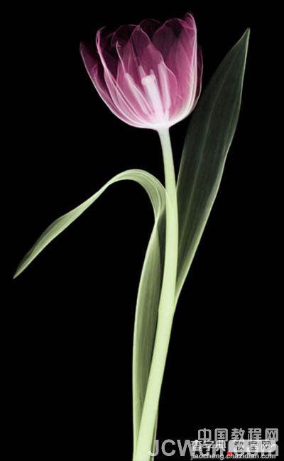 photoshop 利用背景橡皮擦工具快速抠出背景单一的花朵1