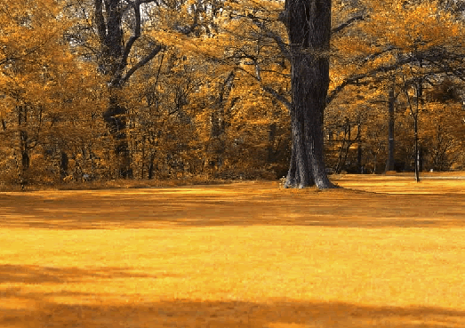 photoshop将春天风光照片变成金黄色的秋天景色2