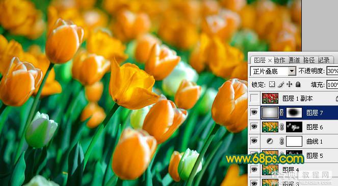 Photoshop制作鲜丽的橙黄色郁金香图片26