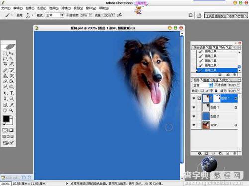 photoshop 利用橡皮及蒙版抠出长毛的小狗10