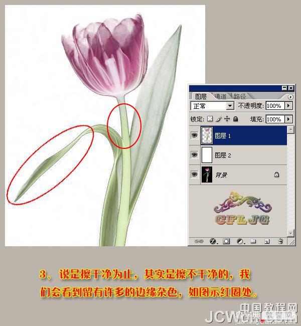photoshop 利用背景橡皮擦工具快速抠出背景单一的花朵5
