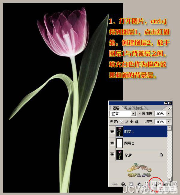 photoshop 利用背景橡皮擦工具快速抠出背景单一的花朵3