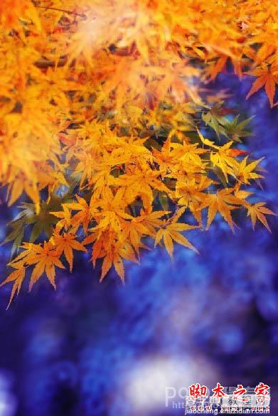 Photoshop将秋季枫叶图片打造出梦幻烟雾特效15