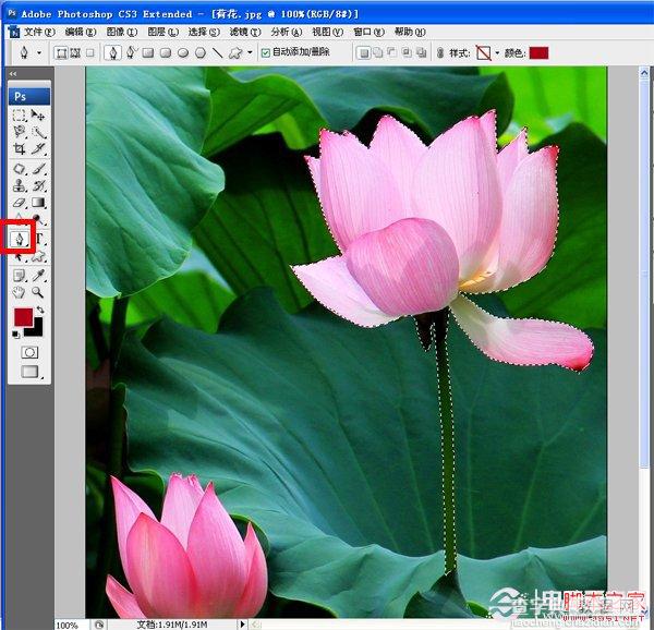 如何使用PS虚化背景突出主体 Photoshop高斯模糊实例教程2