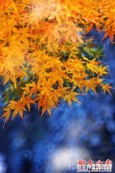 Photoshop将秋季枫叶图片打造出梦幻烟雾特效14