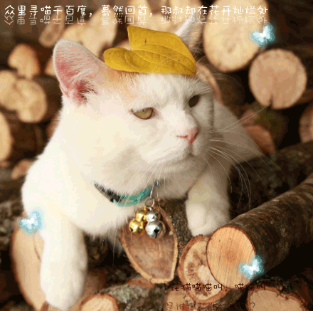 photoshop为可爱猫咪制作漂亮的动态签名教程1
