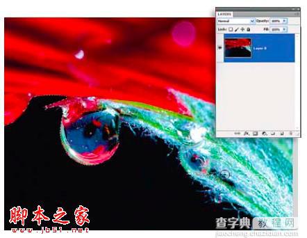 PS教你制造出花瓣上水滴透视效果6