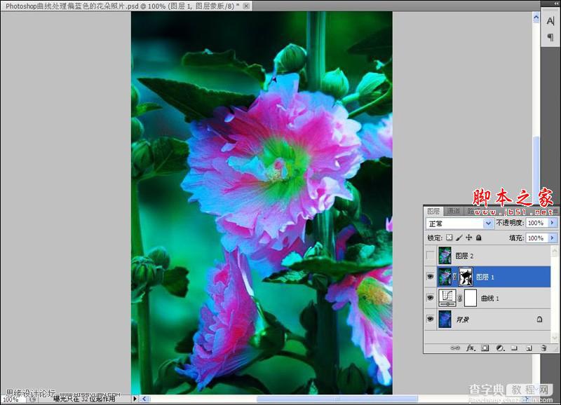 Photoshop使用色彩平衡和曲线工具为严重偏色的花朵照片较色9