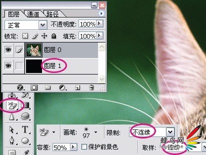 photoshop利用通道为猫咪画面选出主体5