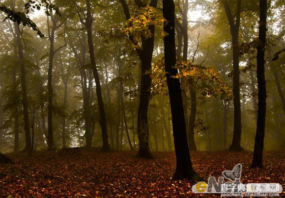 Photoshop使用HDR功能调制出阳光直射的梦幻森林场景3