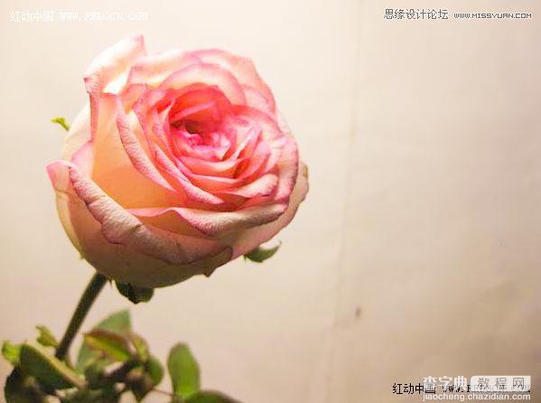 Photoshop利用Camera Raw和HDR动态渲染滤镜调出柔美清新的粉色玫瑰1