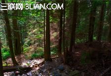 photoshop快速将偏暗的森林图片打造迷人的霞光色2