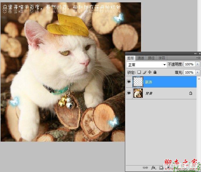 photoshop为可爱猫咪制作漂亮的动态签名教程2