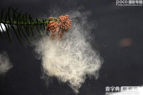 ps为花卉后期处理增添写意烟雾效果3