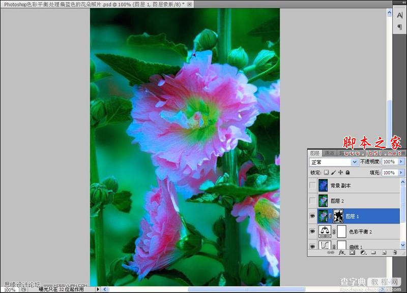 Photoshop使用色彩平衡和曲线工具为严重偏色的花朵照片较色6