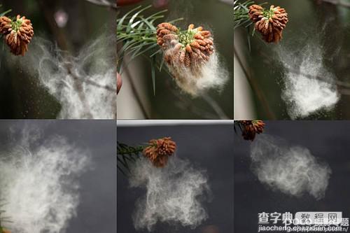 ps为花卉后期处理增添写意烟雾效果4