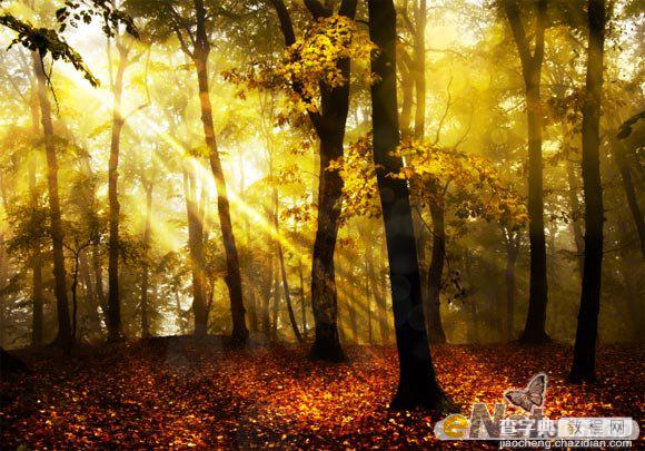 Photoshop使用HDR功能调制出阳光直射的梦幻森林场景11