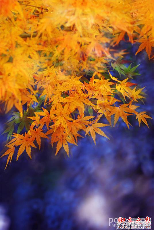 Photoshop将秋季枫叶图片打造出梦幻烟雾特效3