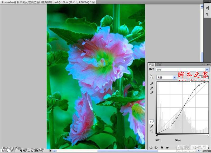 Photoshop使用色彩平衡和曲线工具为严重偏色的花朵照片较色4